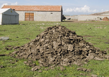 dried yak dung Tibet Spring Brook Ranch